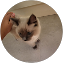 Safiyya Ahmad profile picture